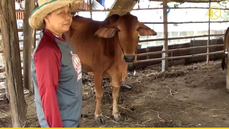 นางกองมี แสนทำพล อายุ 59 ปี เจ้าของคอกวัวพันธุ์อเมริกันบราห์มัน